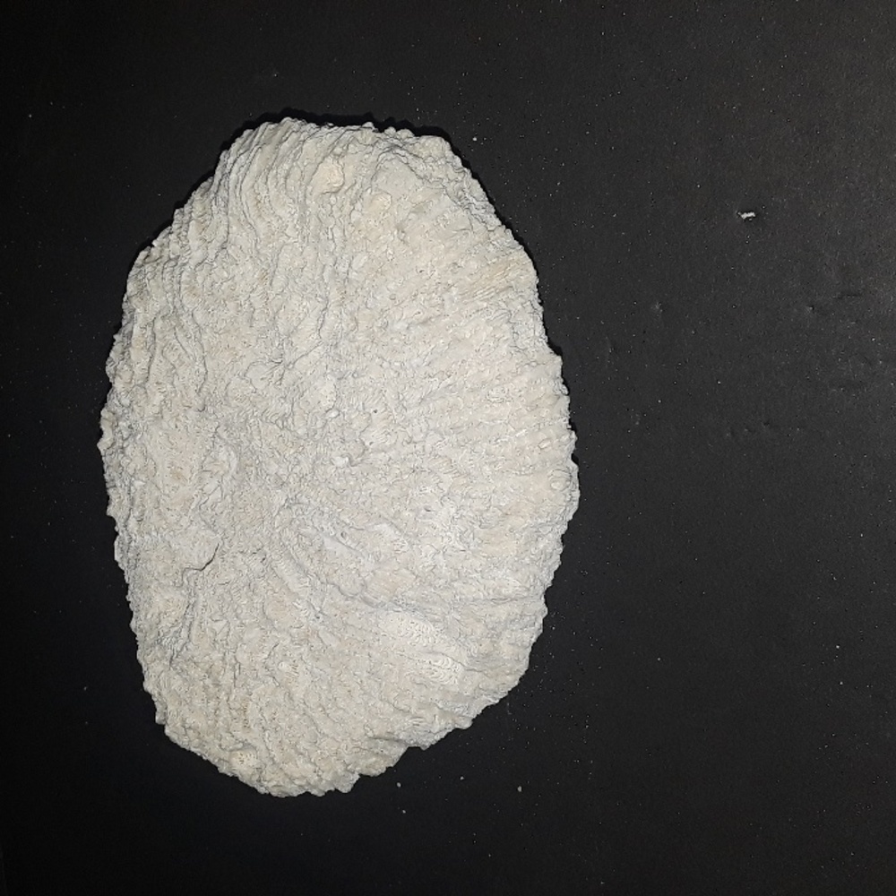 RARE VINTAGE NATURAL BRAIN CORAL SEA SPECIMEN FOSSIL 1.4 OZ - Picture 6 of 6